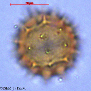 ISEM 1/Espeletia_picnophylla_29037/Espeletia_picnophylla_29037_0001(copy)_thumb.jpg